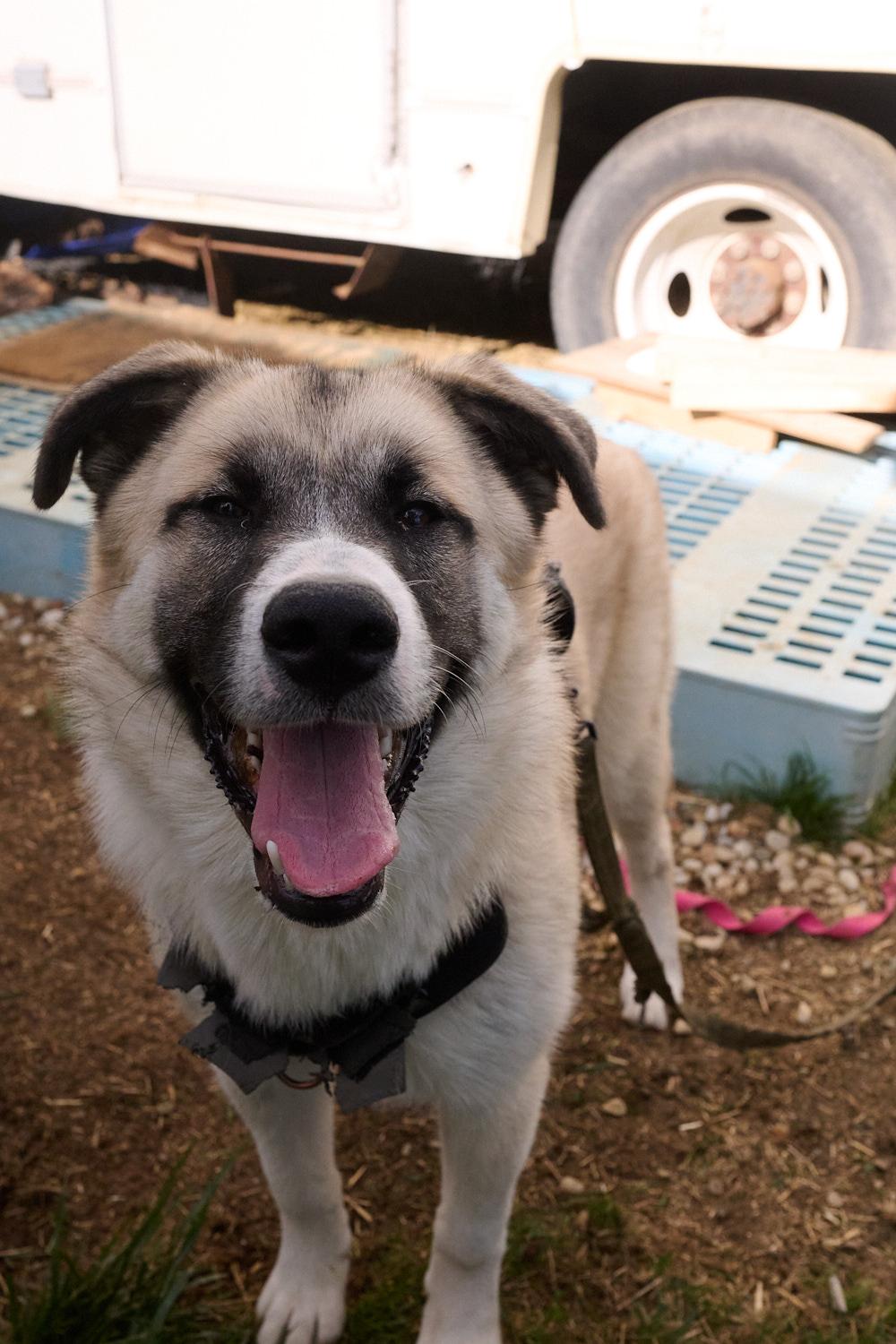 Enlarge Hoss **Community Post**, a ADOPTABLE mixed breed in Floyd, VA image 1/6