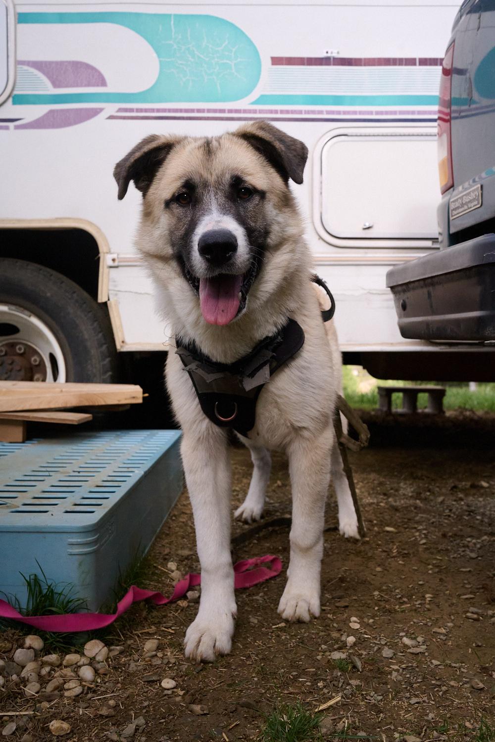 Enlarge Hoss **Community Post**, a ADOPTABLE mixed breed in Floyd, VA image 6/6