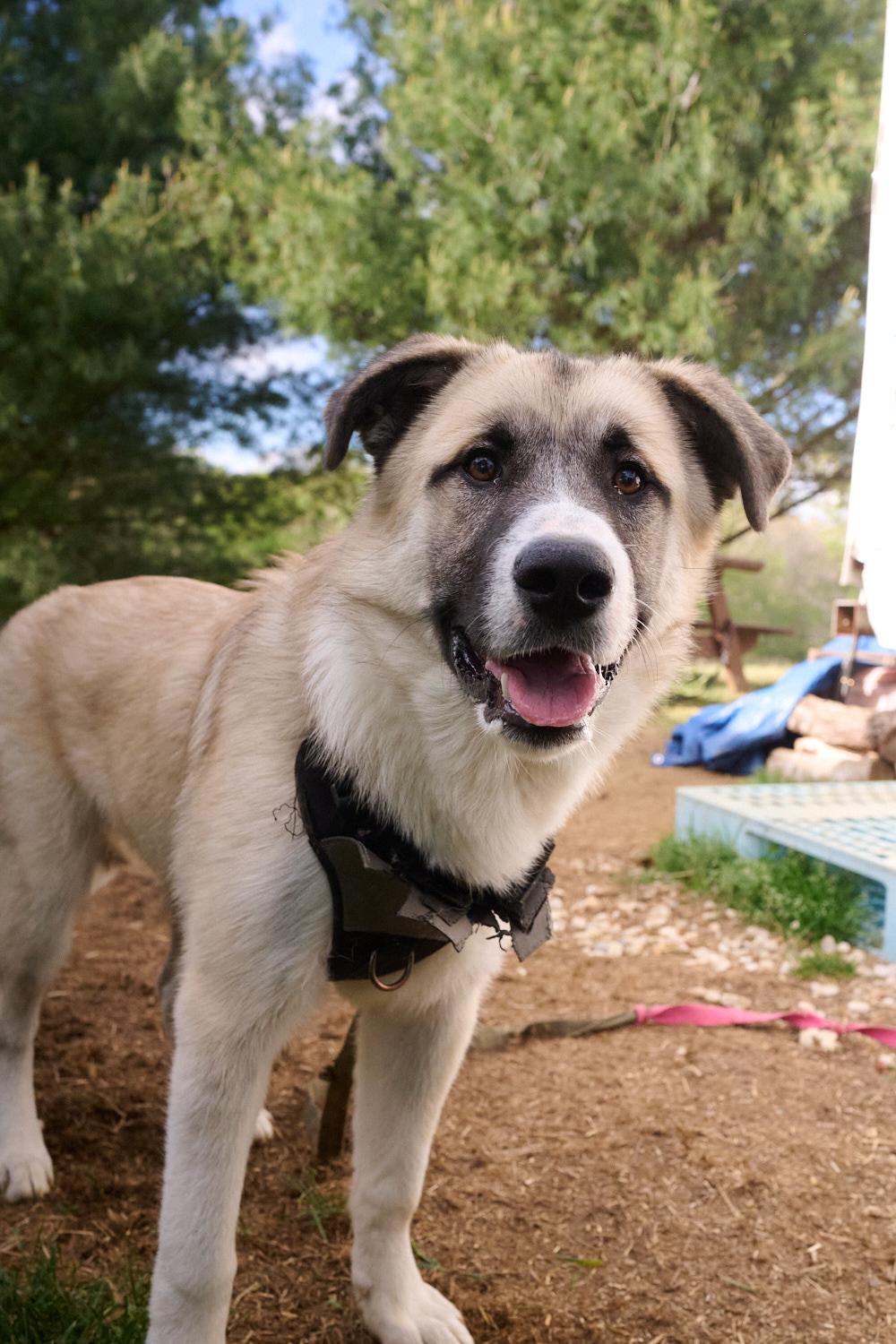 Enlarge Hoss **Community Post**, a ADOPTABLE mixed breed in Floyd, VA image 2/6