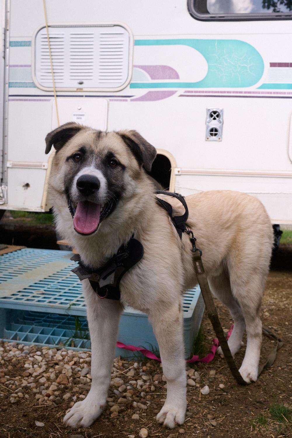 Enlarge Hoss **Community Post**, a ADOPTABLE mixed breed in Floyd, VA image 5/6