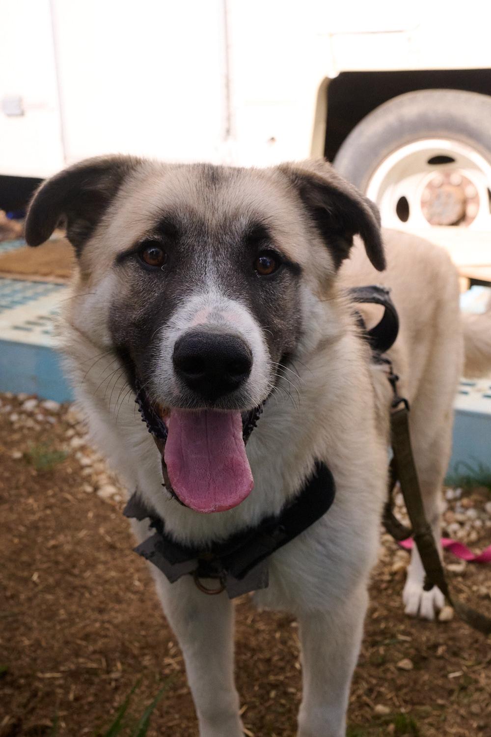 Enlarge Hoss **Community Post**, a ADOPTABLE mixed breed in Floyd, VA image 3/6