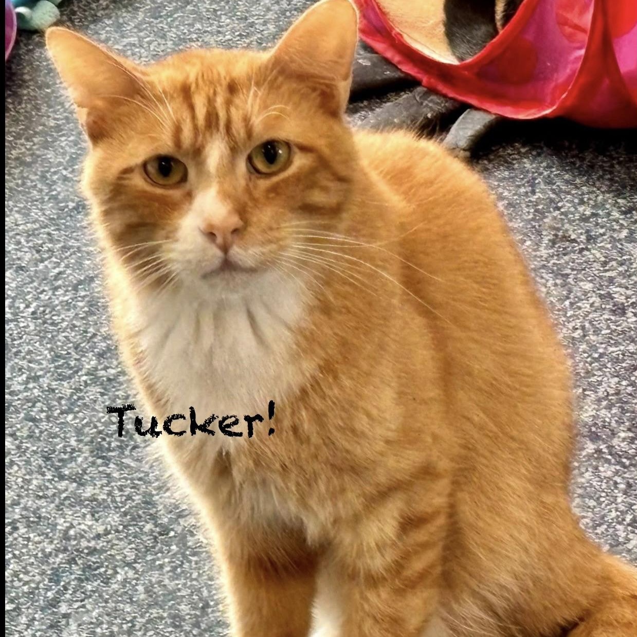 Enlarge Tucker II, a Adoptable mixed breed in Palatine, IL image 1/6