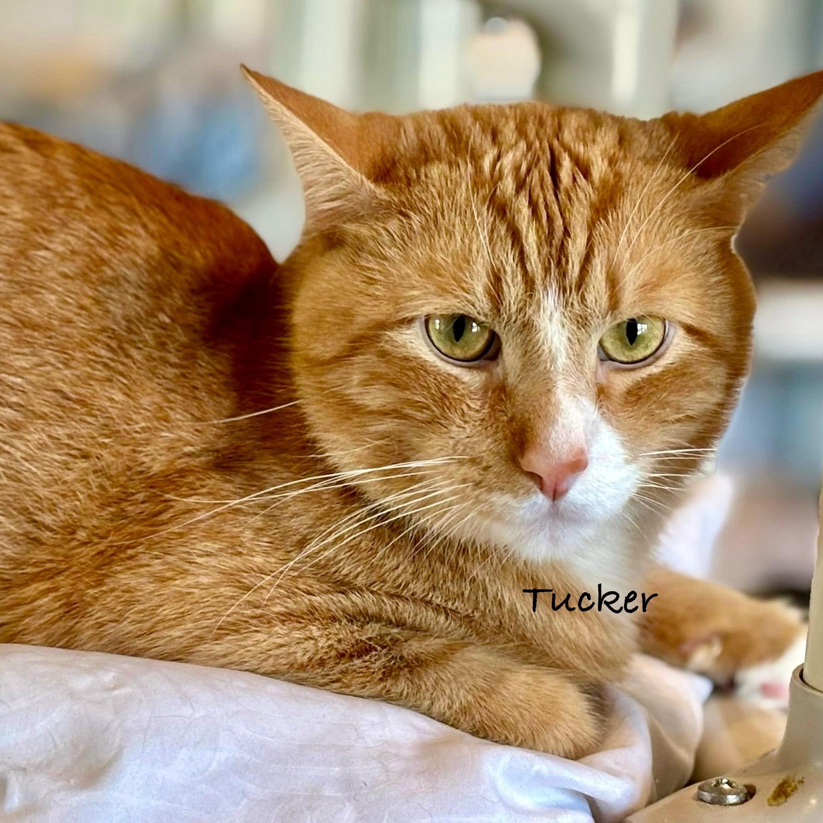 Enlarge Tucker II, a Adoptable mixed breed in Palatine, IL image 2/5