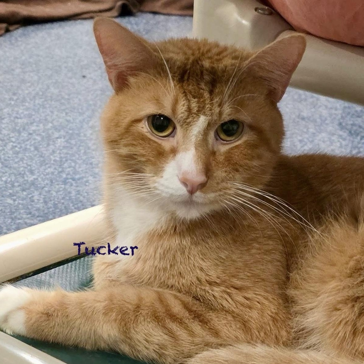 Enlarge Tucker II, a Adoptable mixed breed in Palatine, IL image 1/5