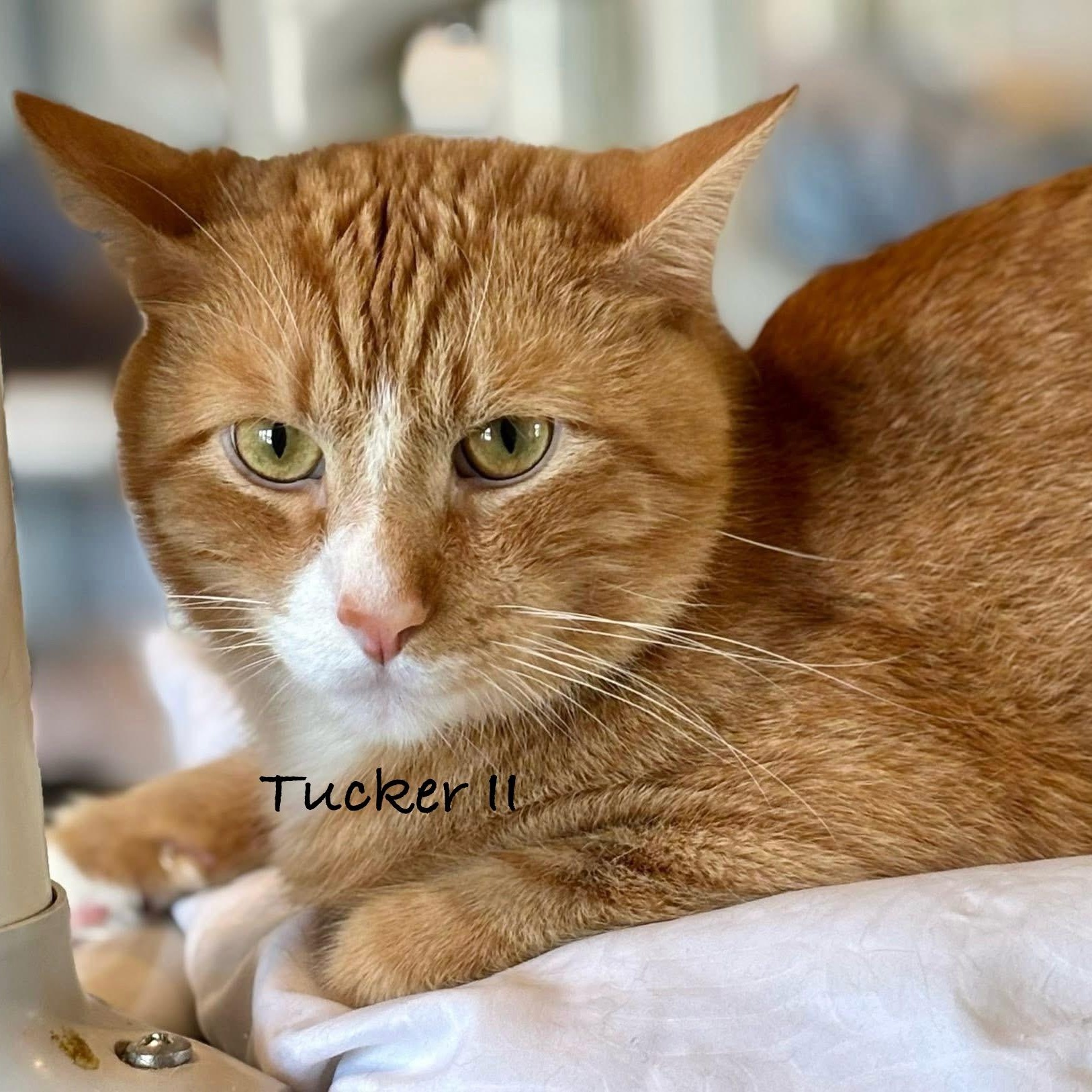 Enlarge Tucker II, a Adoptable mixed breed in Palatine, IL image 3/5