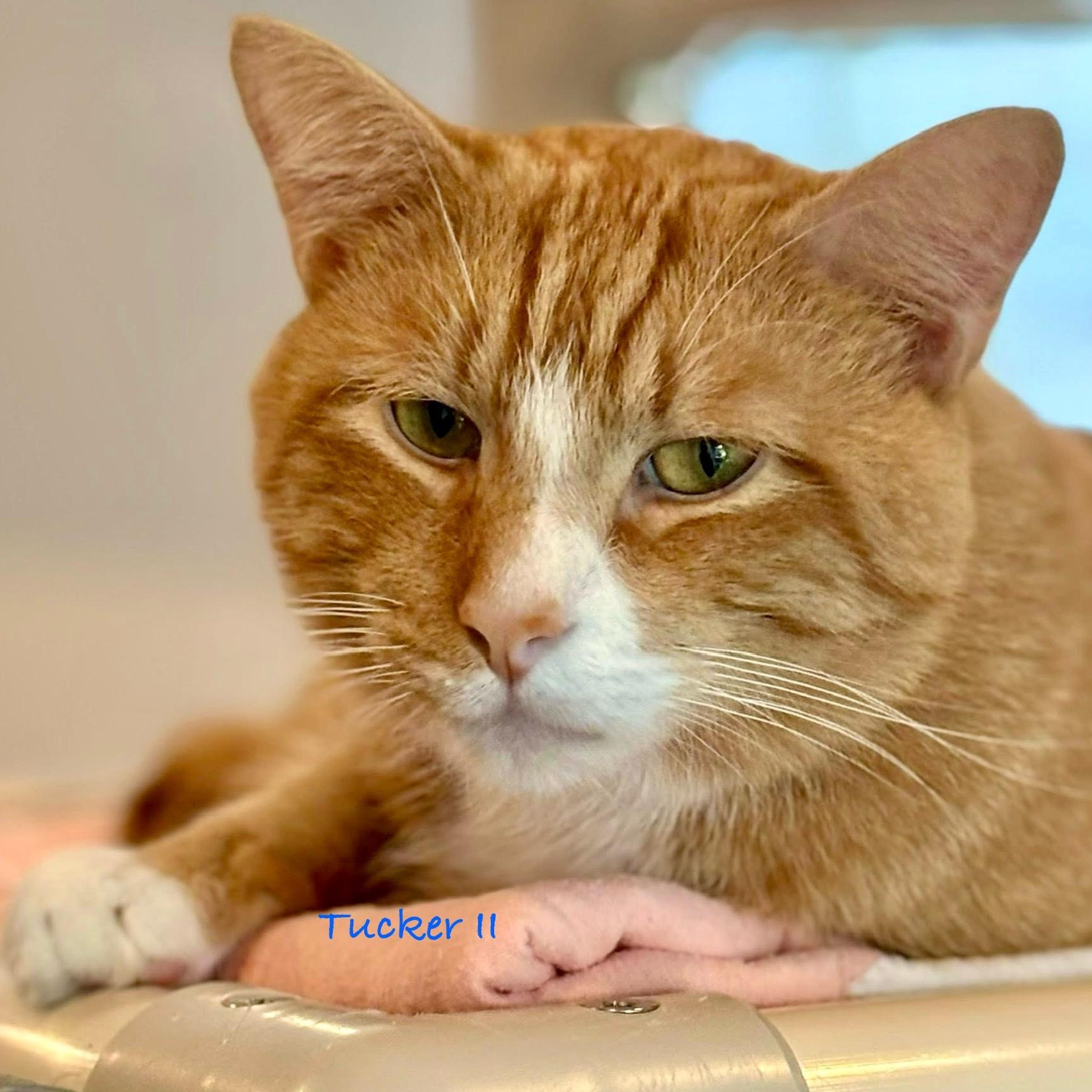 Enlarge Tucker II, a Adoptable mixed breed in Palatine, IL image 4/5