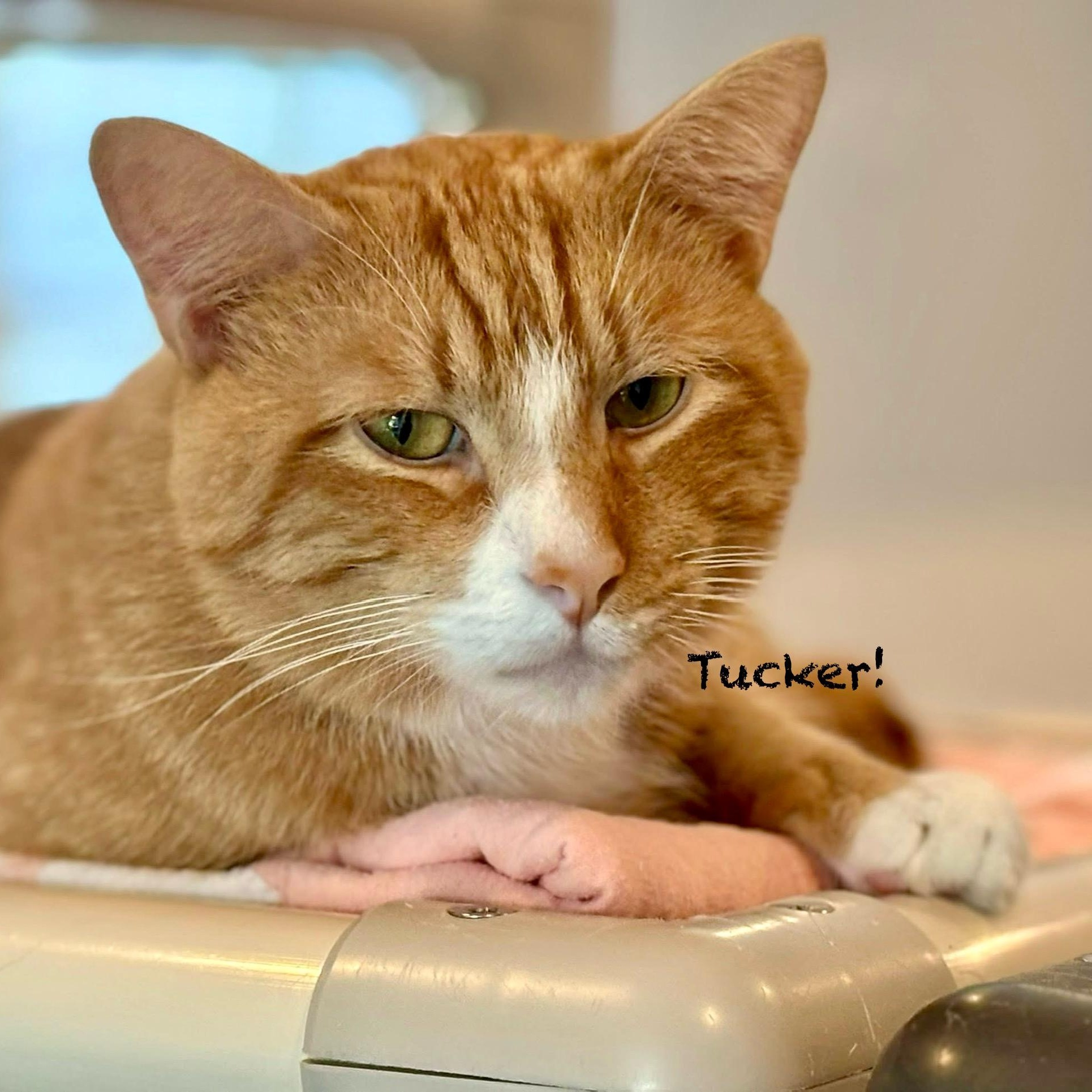 Enlarge Tucker II, a Adoptable mixed breed in Palatine, IL image 5/5