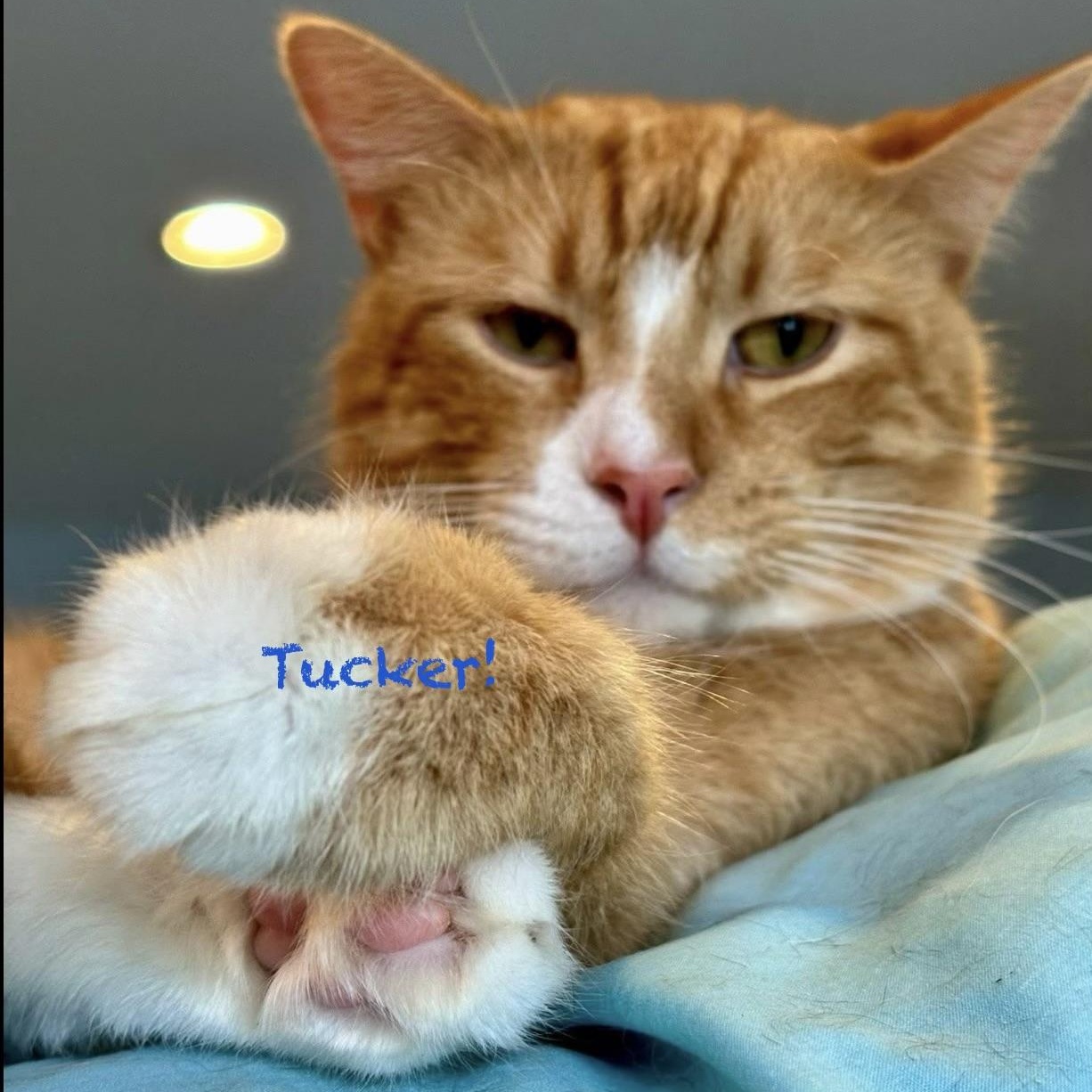 Enlarge Tucker II, a Adoptable mixed breed in Palatine, IL image 2/6