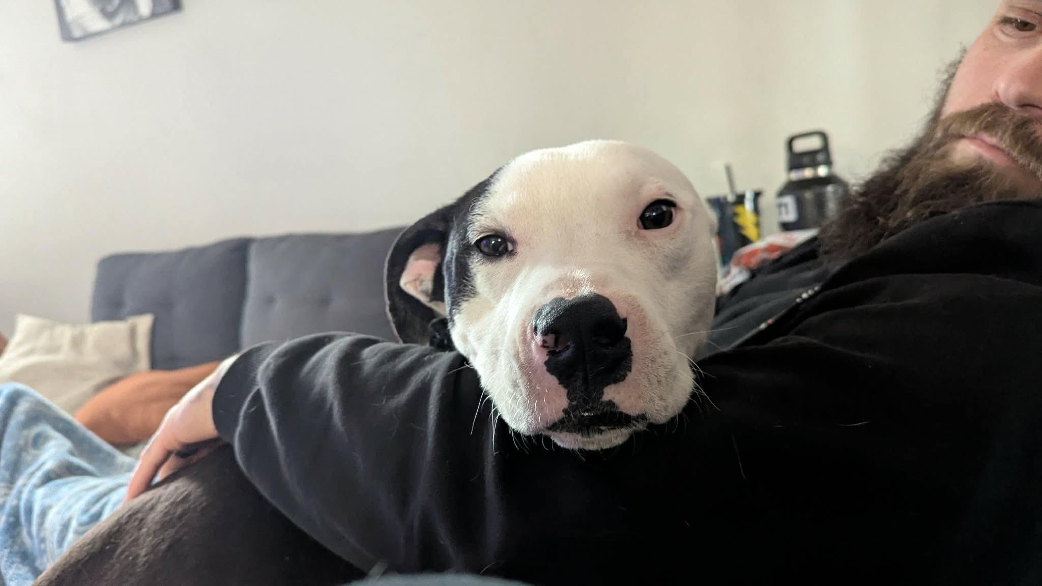 Enlarge Marshall, an adopted mixed breed in St Catharines, ON image 4/5