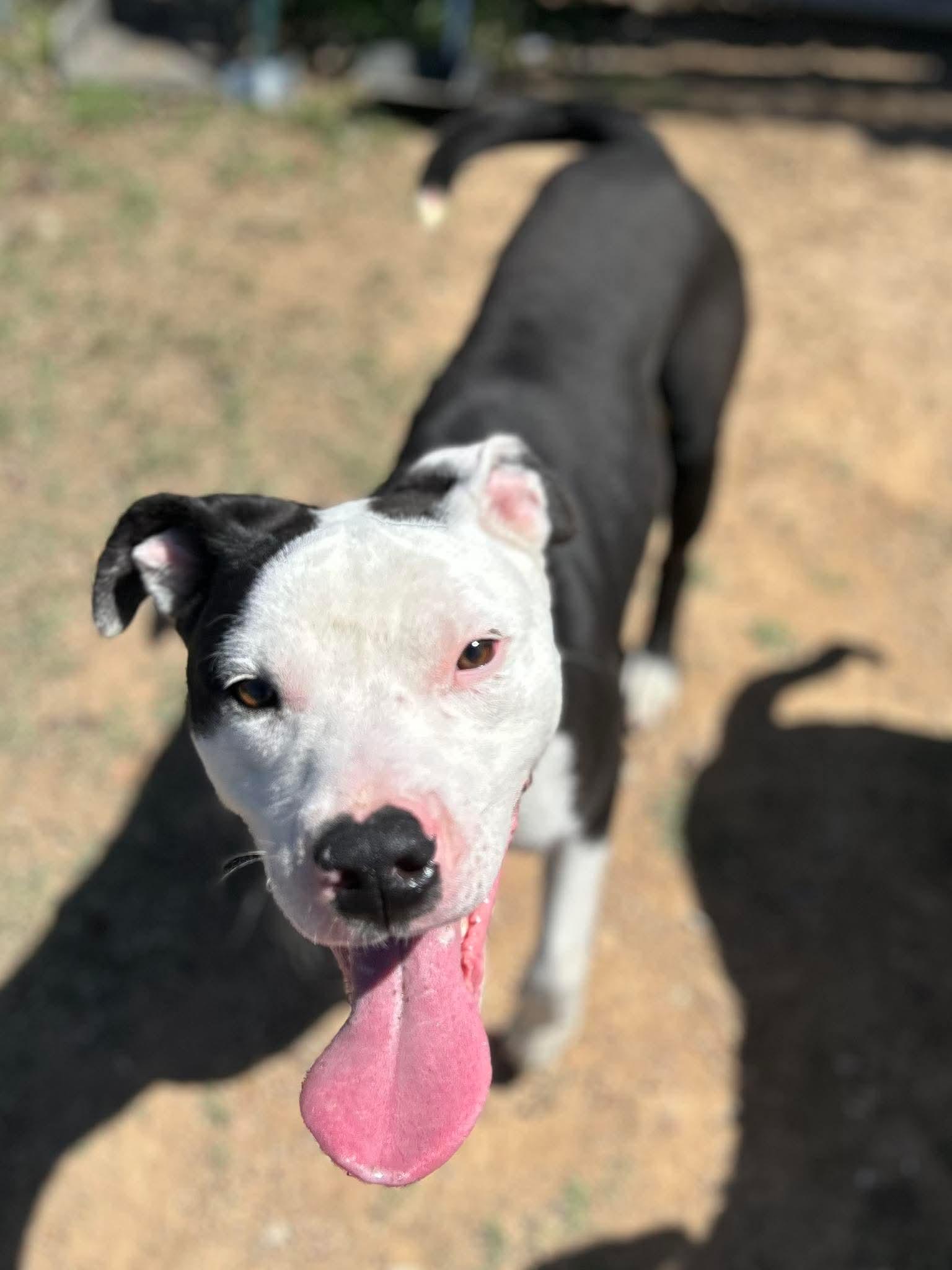 Marshall, adopted, Young Male American Bulldog.