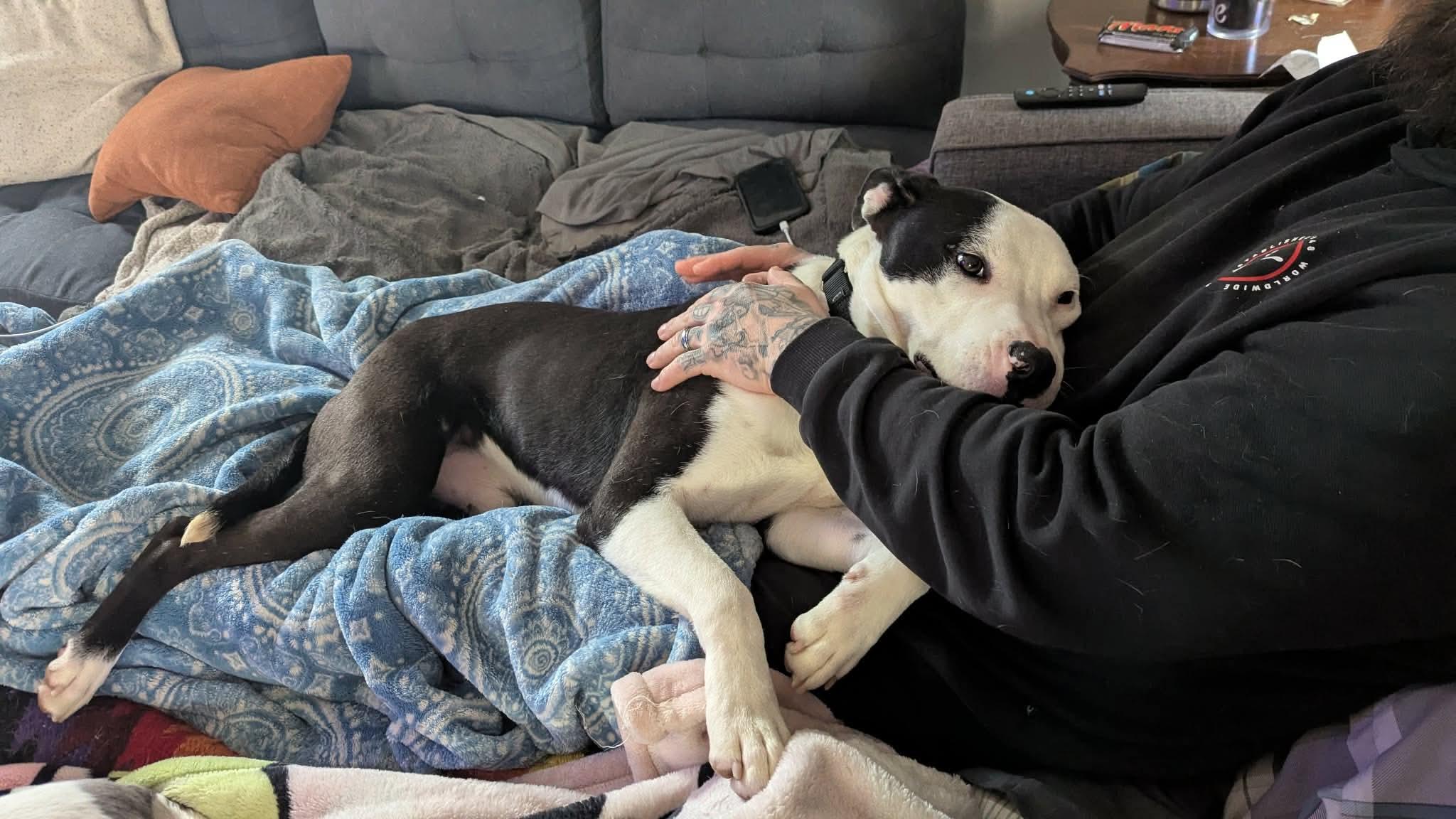 Enlarge Marshall, an adopted mixed breed in St Catharines, ON image 5/5