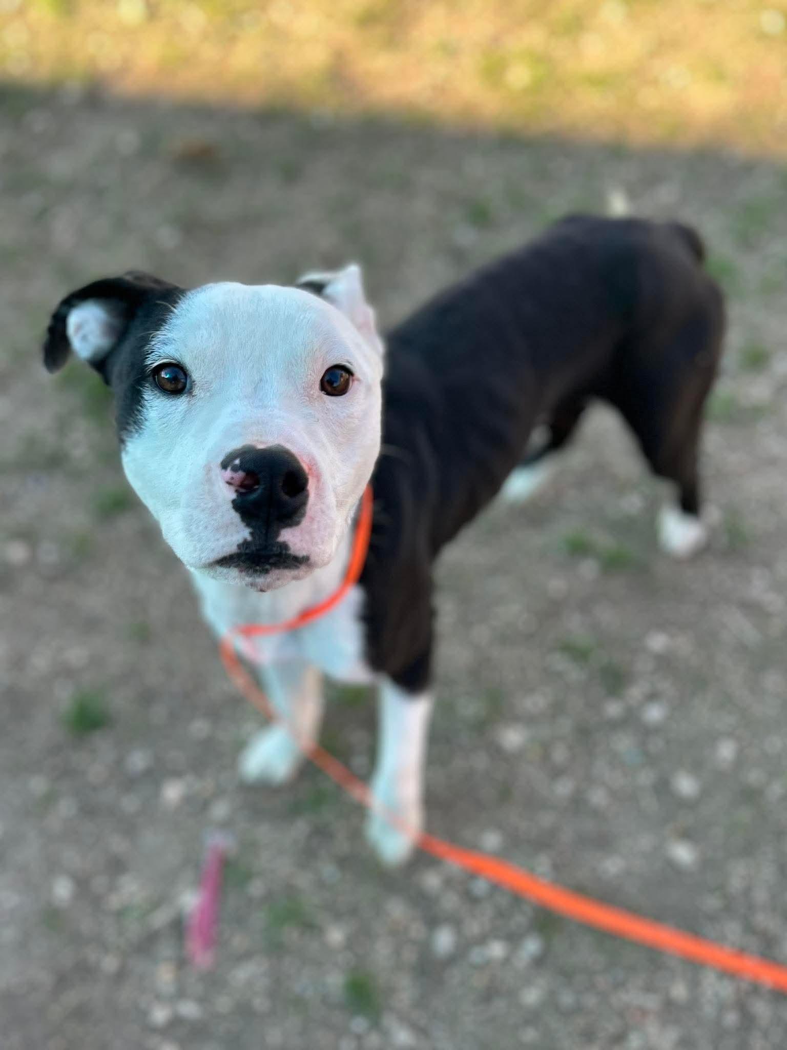 Enlarge Marshall, an adopted mixed breed in St Catharines, ON image 3/5