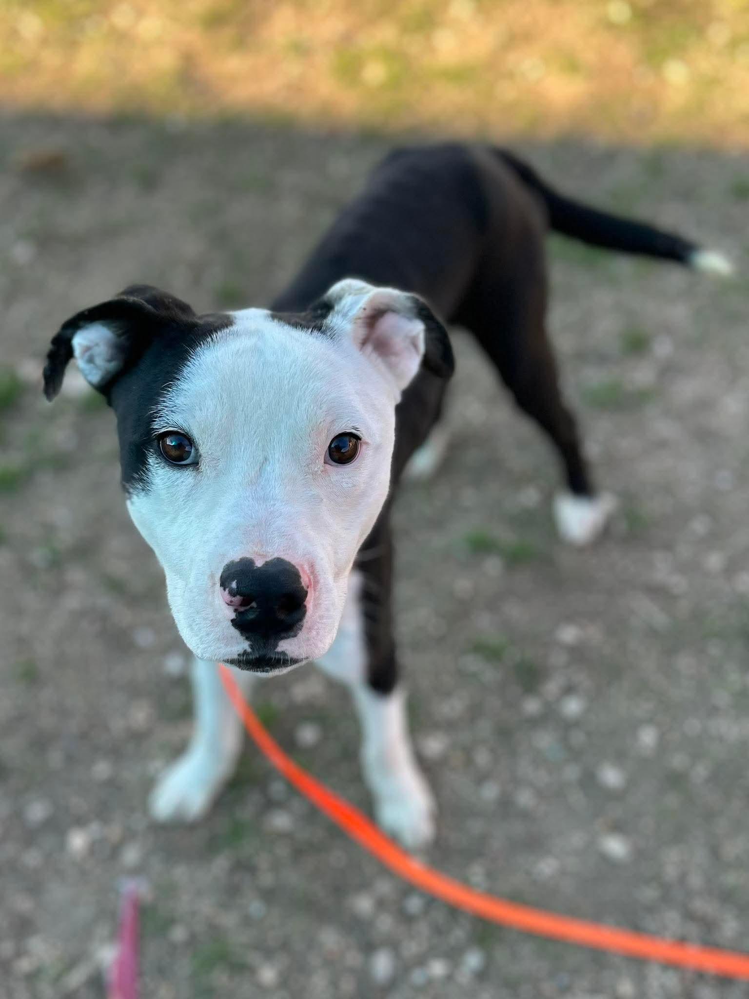 Enlarge Marshall, an adopted mixed breed in St Catharines, ON image 2/5