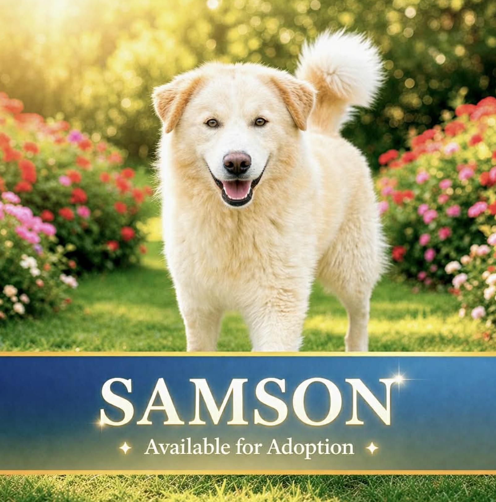 Samson