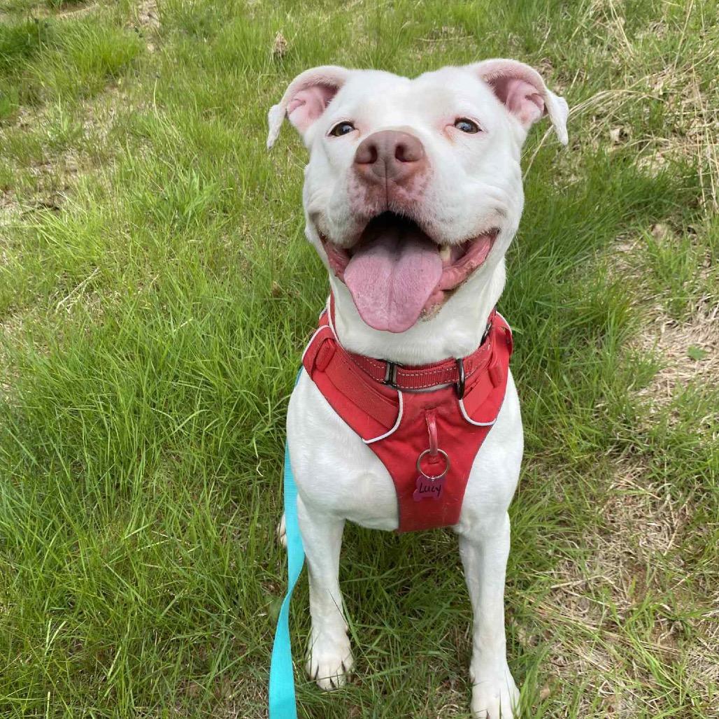Lucy, a Adoptable American Staffordshire Terrier in Oxford, ME image 1/5
