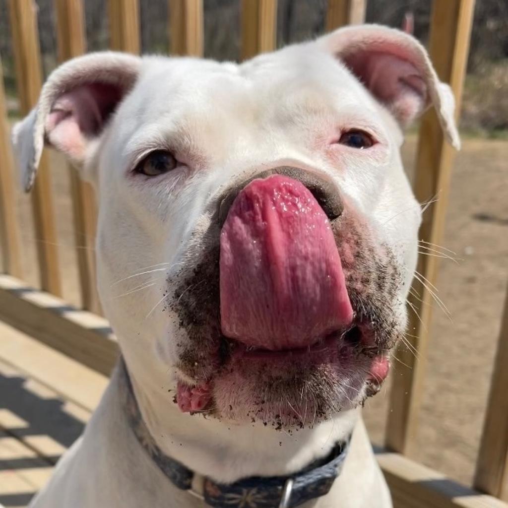 Lucy, a Adoptable American Staffordshire Terrier in Oxford, ME image 2/5