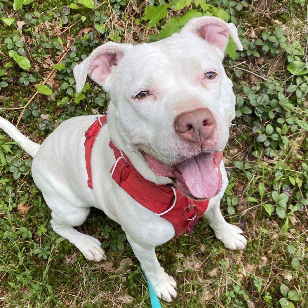 Lucy, a Adoptable American Staffordshire Terrier in Oxford, ME image 4/5