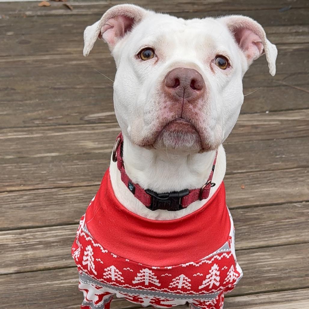 Enlarge Lucy, a Adoptable American Staffordshire Terrier in Oxford, ME image 5/6