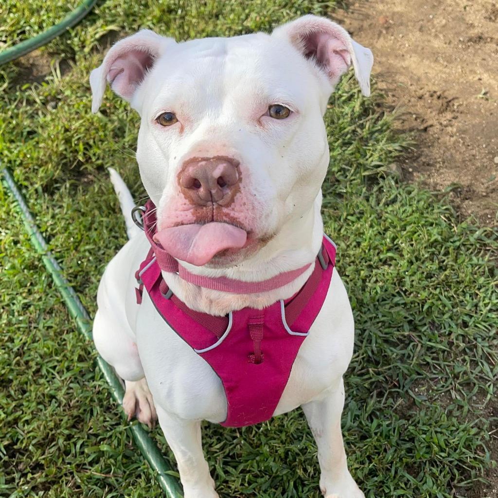 Lucy, a Adoptable American Staffordshire Terrier in Oxford, ME image 5/5