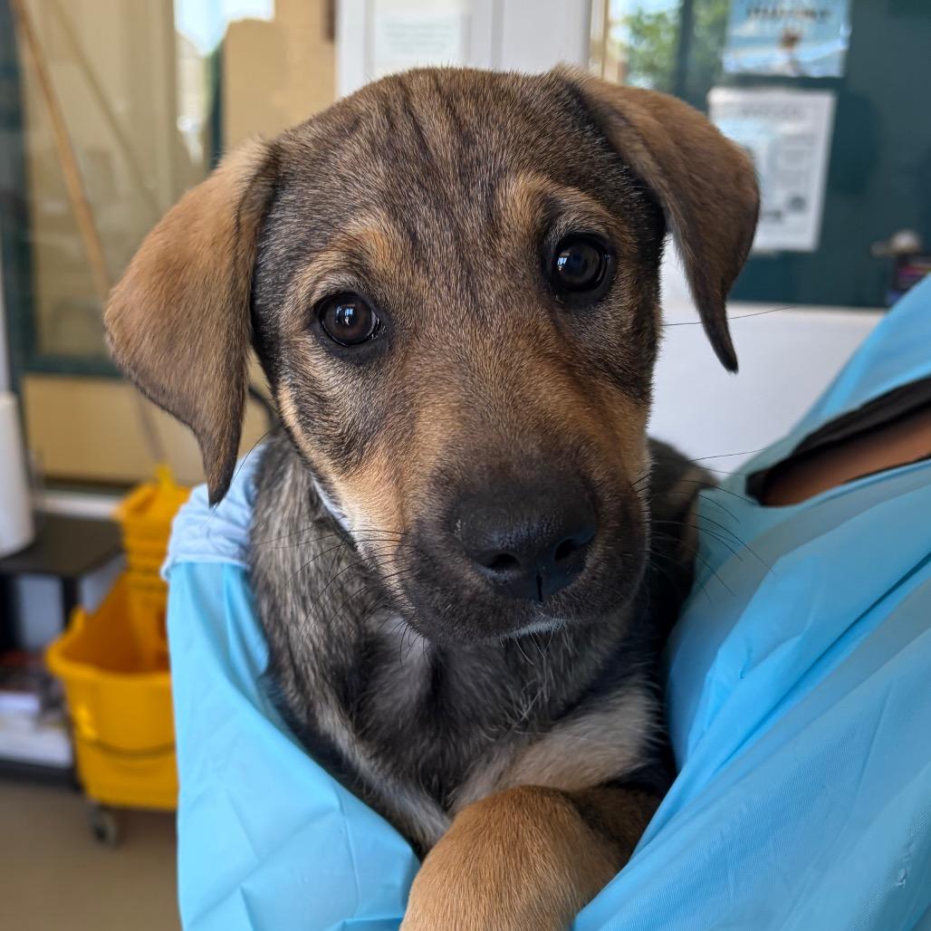 Fae, Adoptable, Puppy Female Shepherd & Mixed Breed.