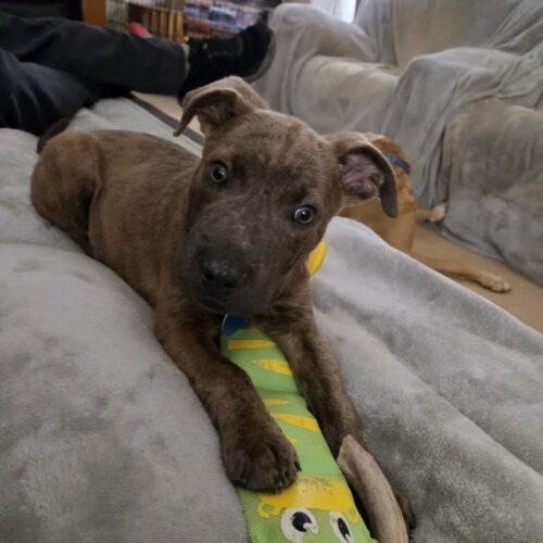 Ernie, Adoptable, Puppy Male Mixed Breed & Mixed Breed.