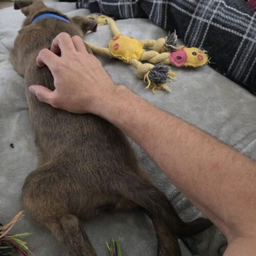 Enlarge Ernie, a Adoptable mixed breed in Christiansburg, VA image 2/6