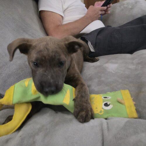 Enlarge Ernie, a Adoptable mixed breed in Christiansburg, VA image 3/6