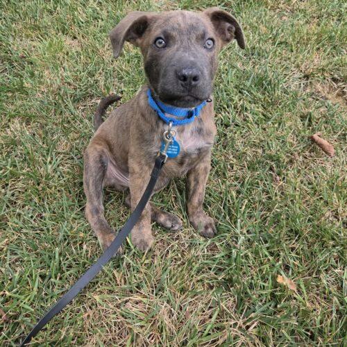 Enlarge Ernie, a Adoptable mixed breed in Christiansburg, VA image 4/6