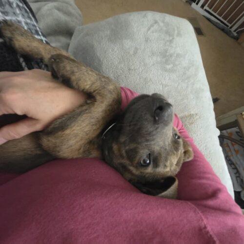 Enlarge Ernie, a Adoptable mixed breed in Christiansburg, VA image 5/6
