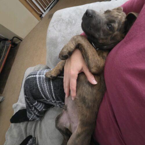 Enlarge Ernie, a Adoptable mixed breed in Christiansburg, VA image 6/6