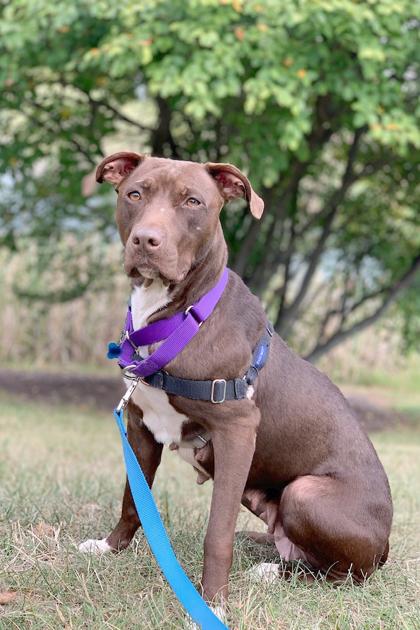 Enlarge Godiva, a Adoptable mixed breed in Washington, DC image 1/3
