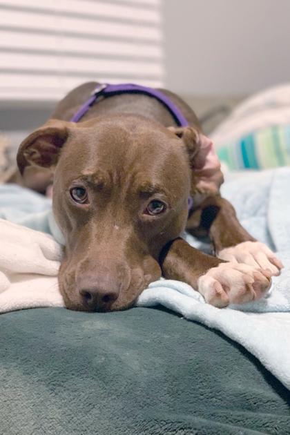 Enlarge Godiva, a Adoptable mixed breed in Washington, DC image 2/3