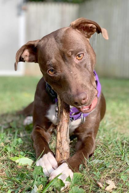 Enlarge Godiva, a Adoptable mixed breed in Washington, DC image 3/3