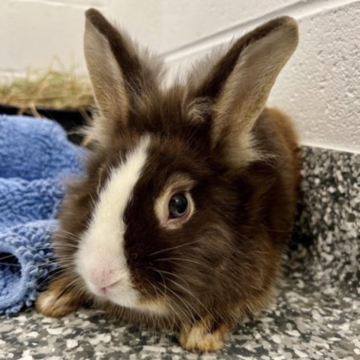 Fozzie, Adoptable, Young Male Lionhead & Bunny Rabbit.