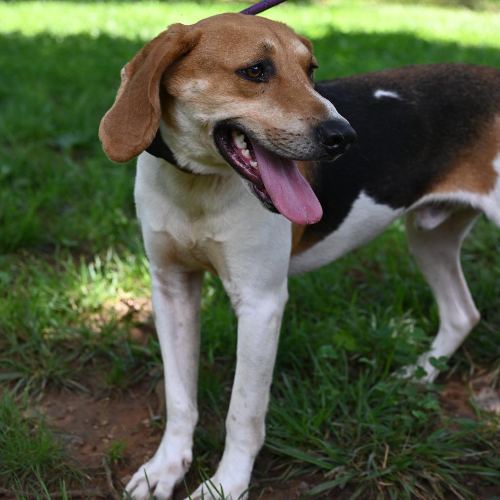 Alvin — thumbnail 6