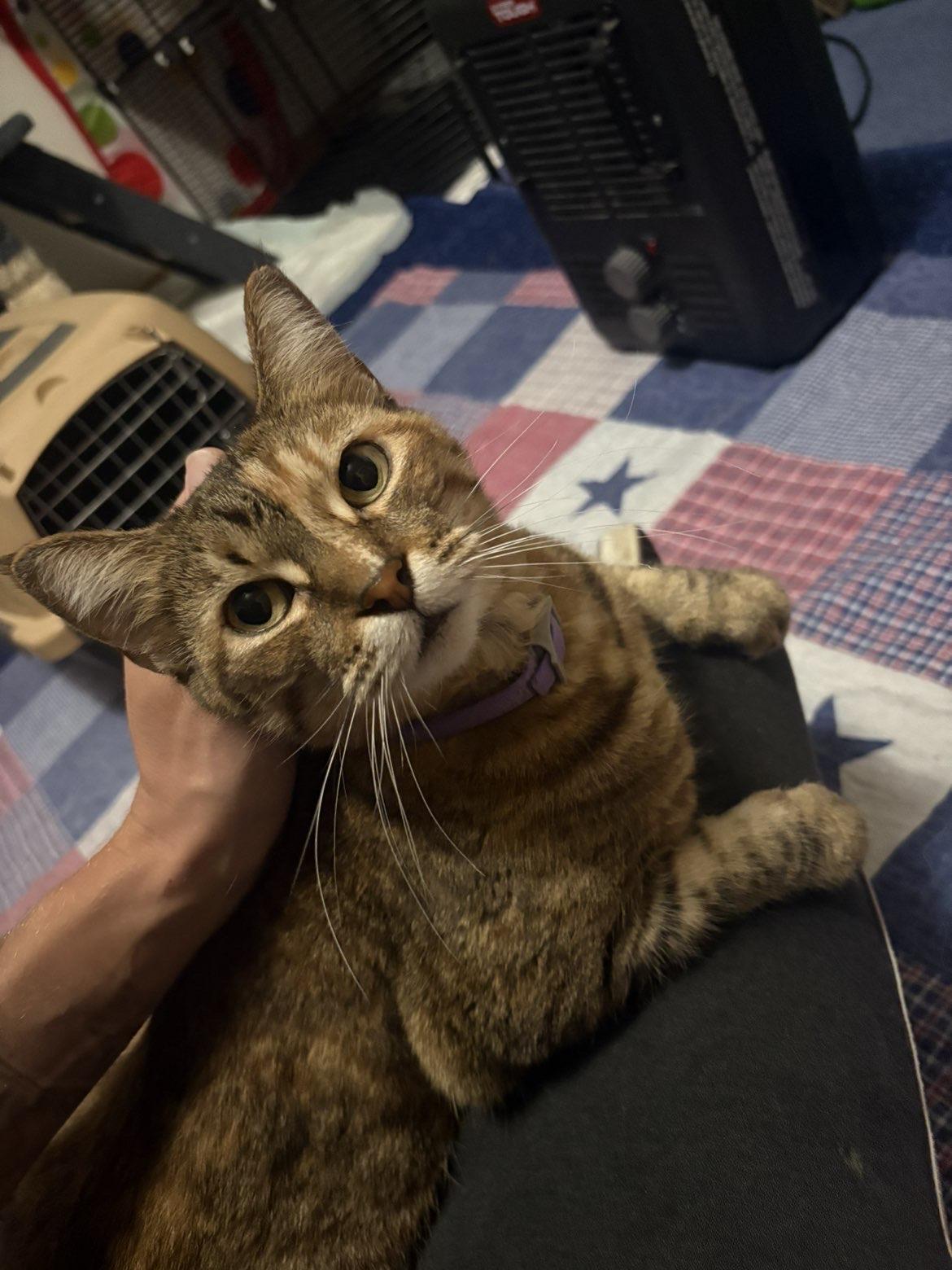 Sunshine, a Adoptable Domestic Short Hair in Manhattan, KS image 2/3