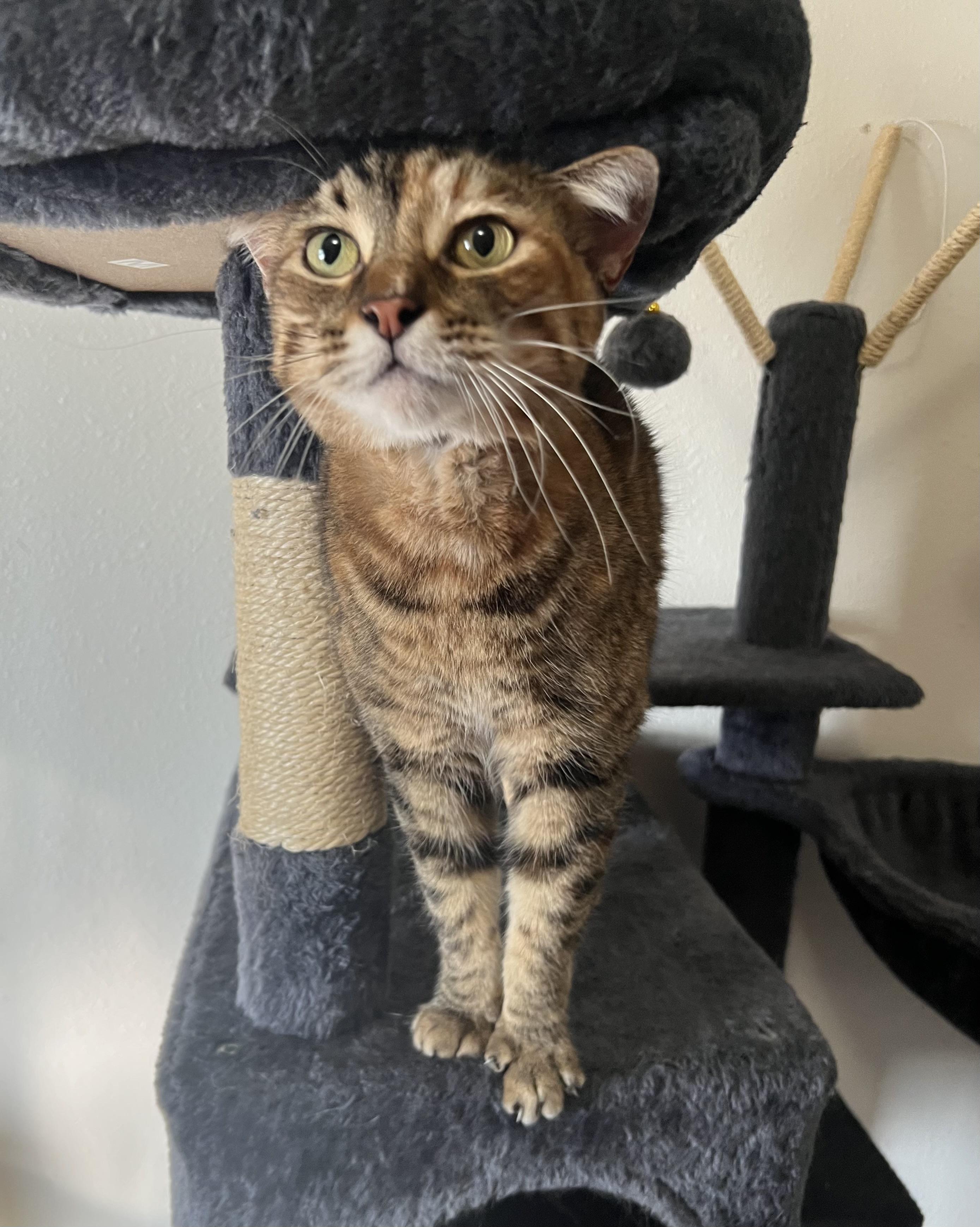 Sunshine, a Adoptable Domestic Short Hair in Manhattan, KS image 3/3