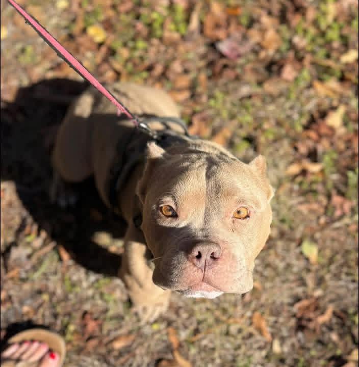 Enlarge Caesar, a ADOPTABLE Bulldog in Lutz, FL image 2/3