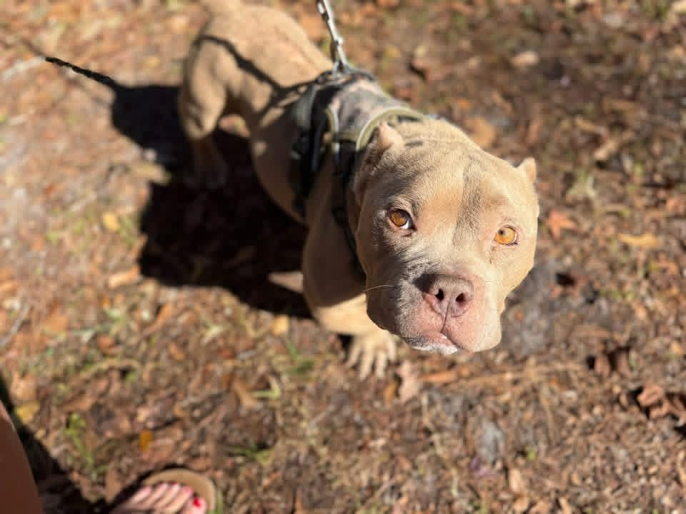 Enlarge Caesar, a ADOPTABLE Bulldog in Lutz, FL image 3/3