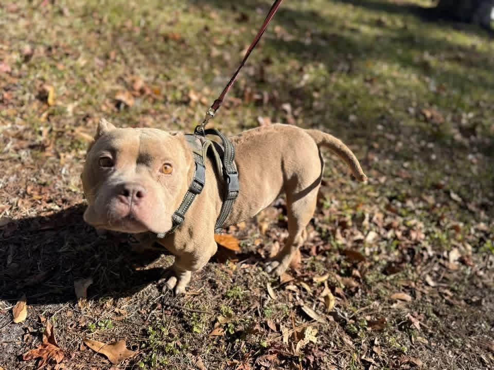 Enlarge Caesar, a ADOPTABLE Bulldog in Lutz, FL image 1/3