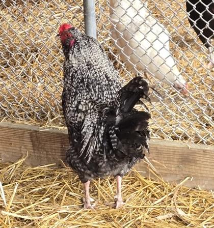 Enlarge Stanley, a Adoptable Chicken in West Seneca, NY image 1/3