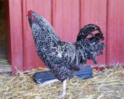 Enlarge Stanley, a Adoptable Chicken in West Seneca, NY image 2/3
