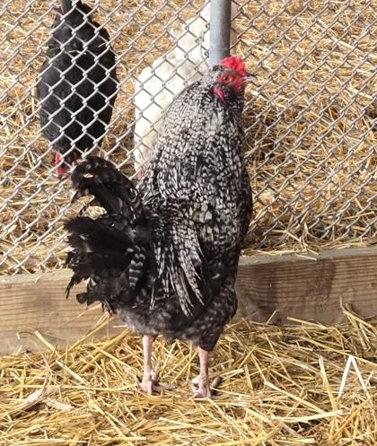Enlarge Stanley, a Adoptable Chicken in West Seneca, NY image 3/3