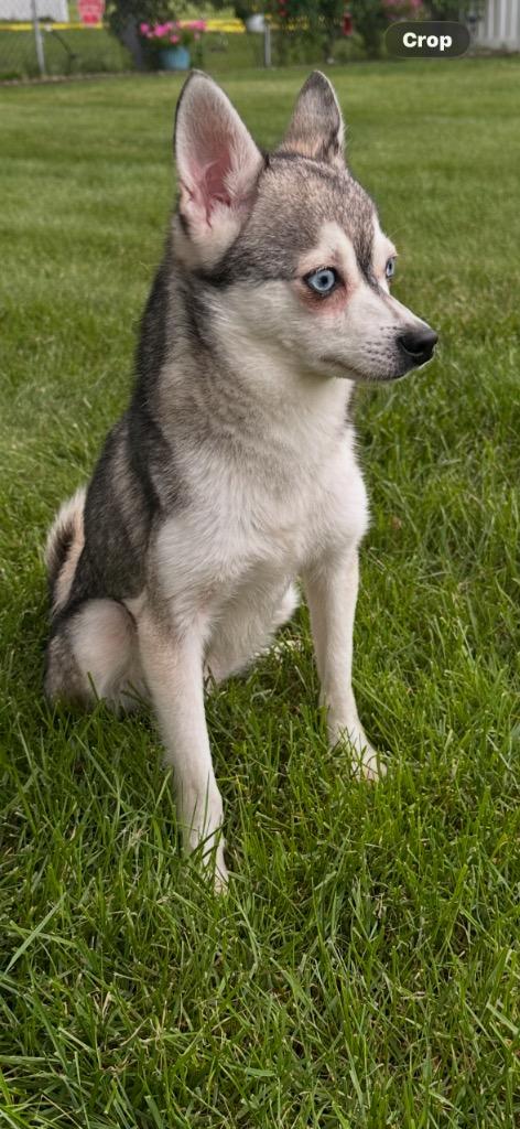 Freddy, Adoptable, Young Male Pomeranian & Husky.