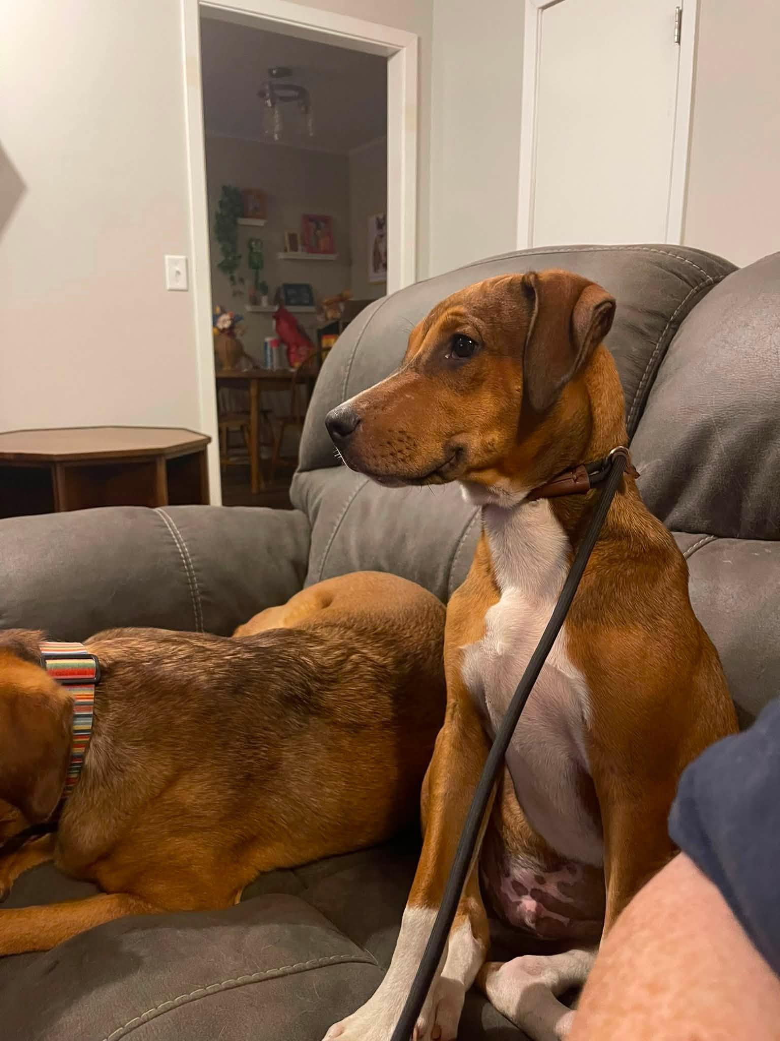 Woody, an adopted mixed breed in East Windsor , CT image 5/6