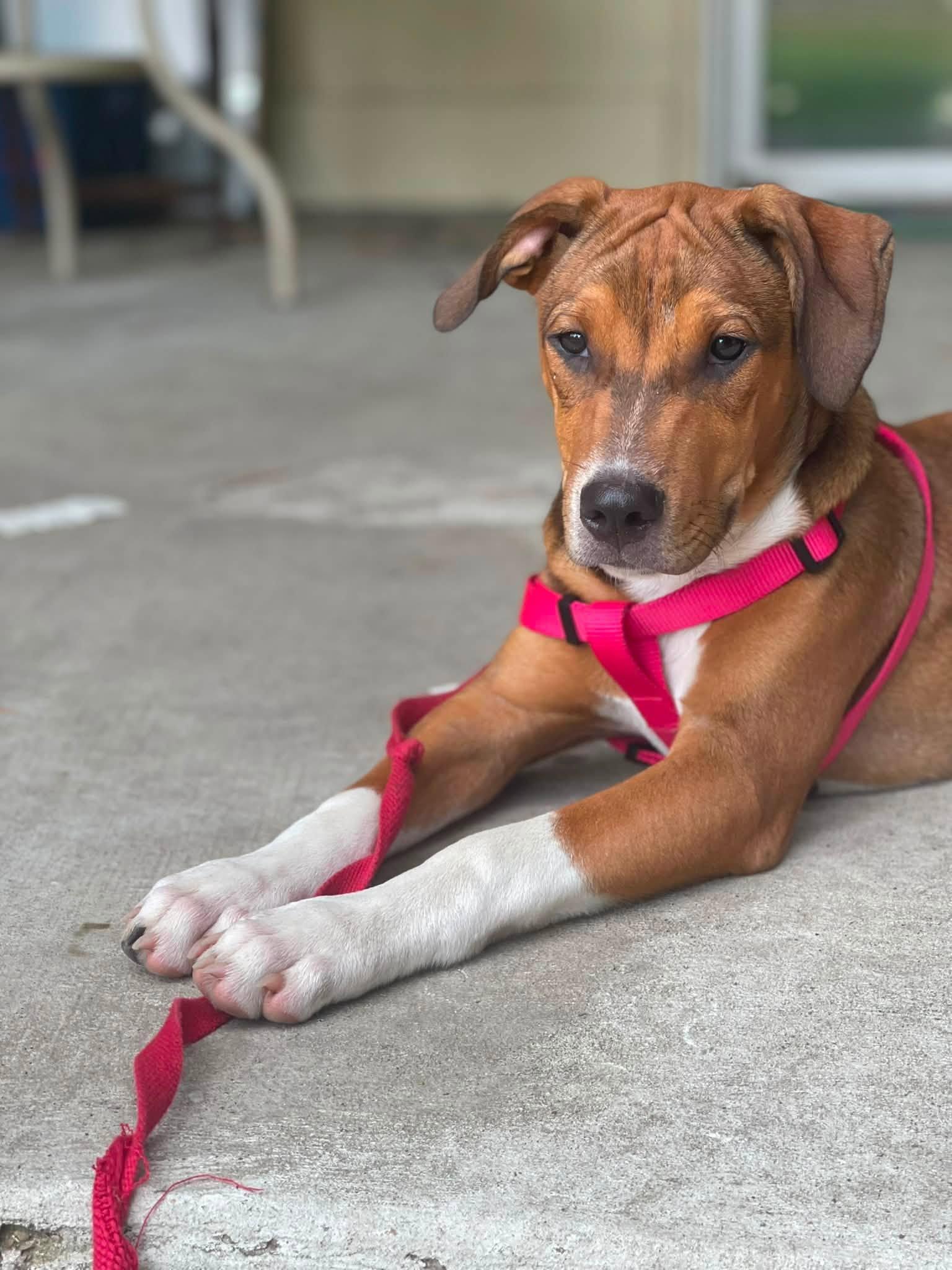 Woody, an adopted mixed breed in East Windsor , CT image 3/6
