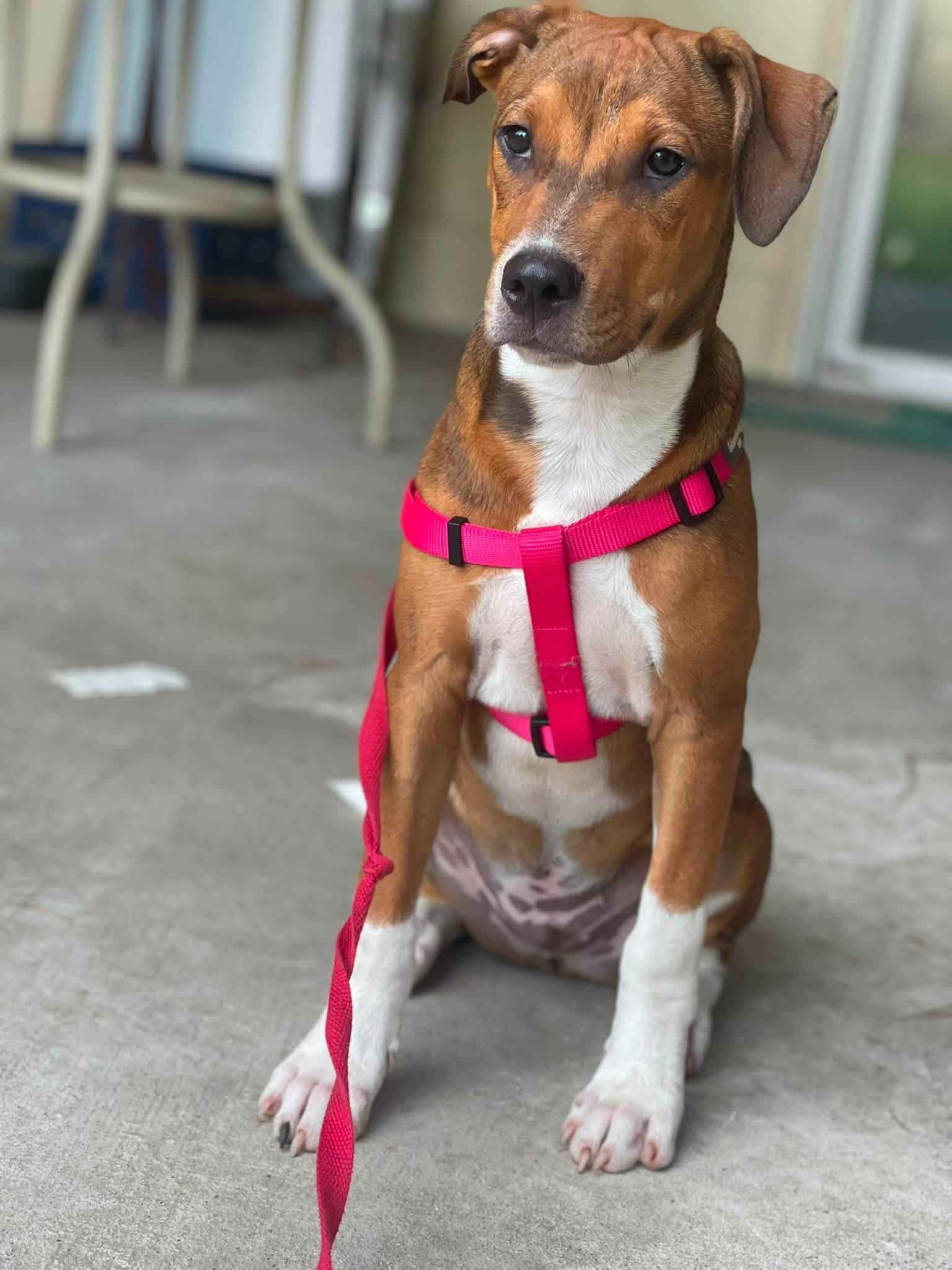 Woody, adopted, Young Male Pit Bull Terrier.