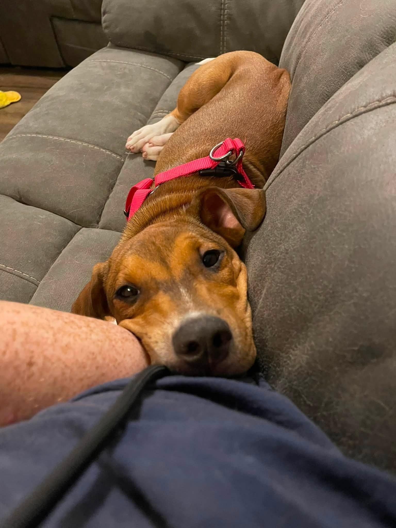 Woody, an adopted mixed breed in East Windsor , CT image 2/6