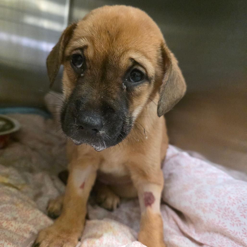 Jordin, Adoptable, Puppy Female Mixed Breed.