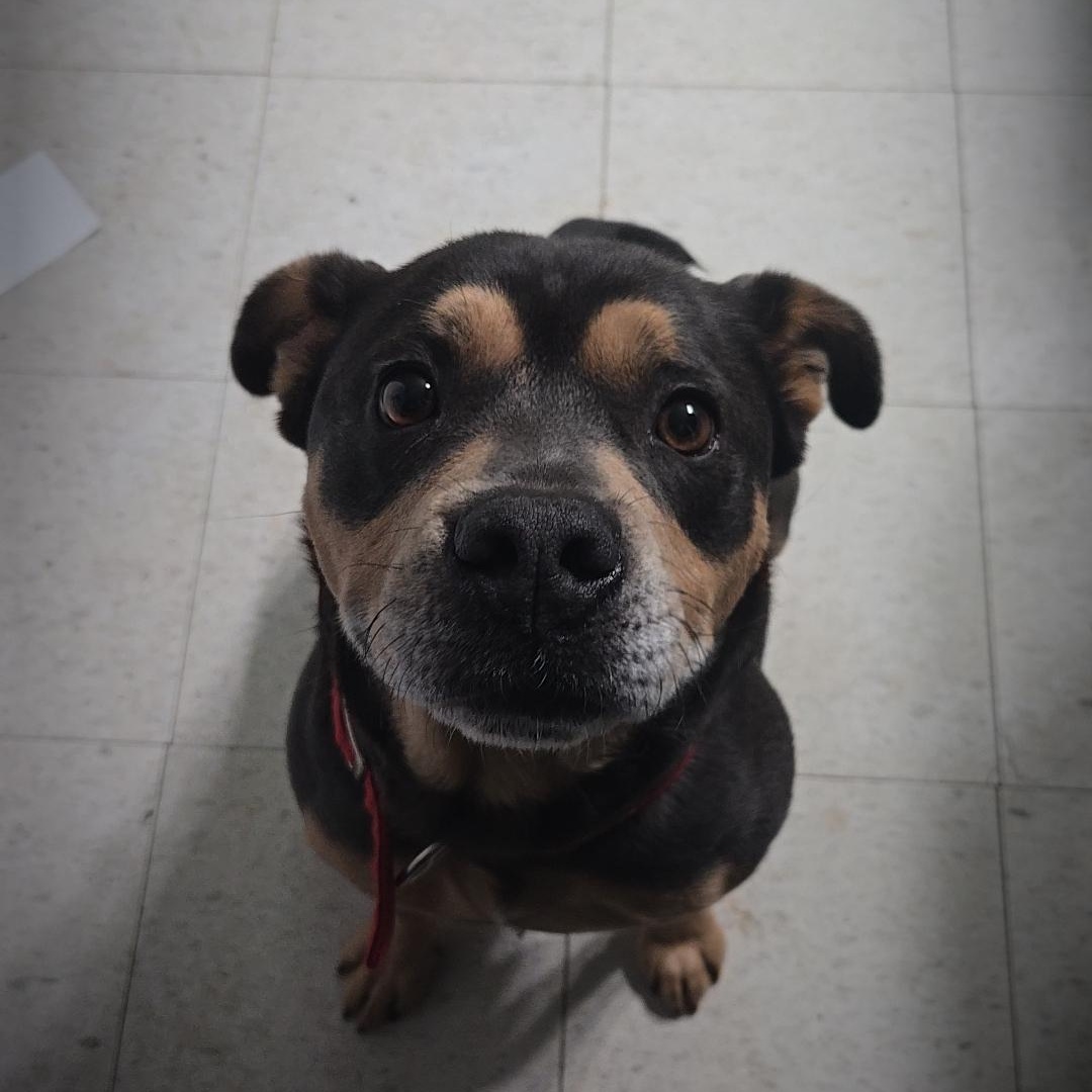 Enlarge Scrappy , a ADOPTABLE mixed breed in Mount Airy, NC image 4/5